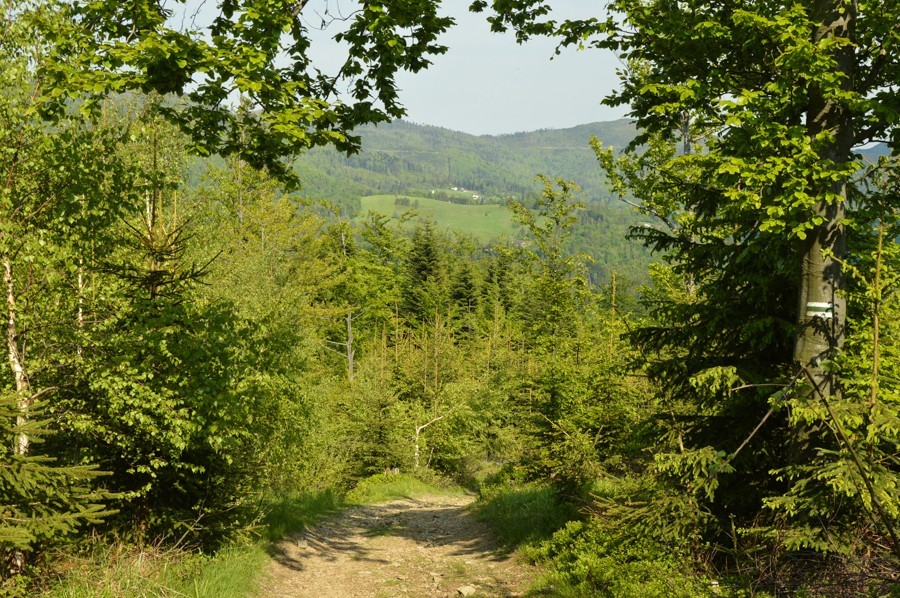 66 - Cienków widokowy, Zielony Kopiec i Czupel z Wisły